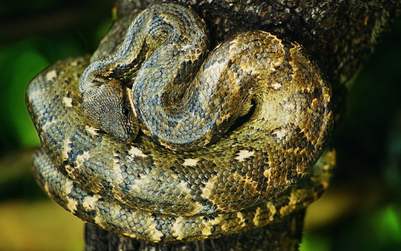 Python bivittatus