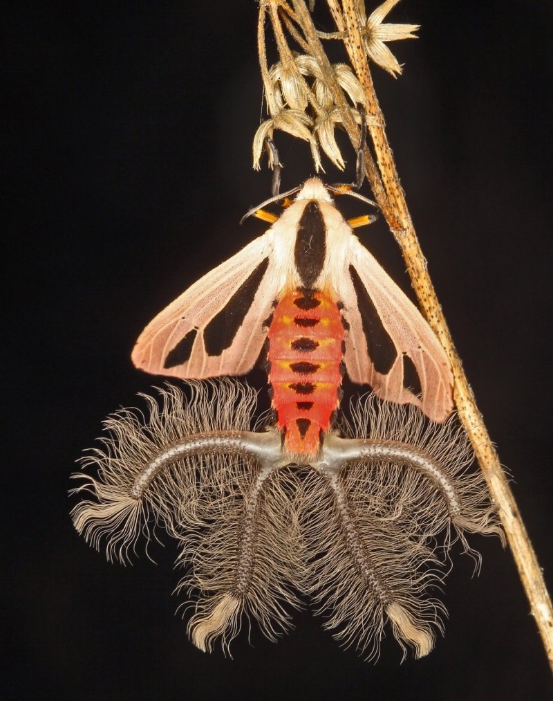 Мотылек Creatonotos Gangis