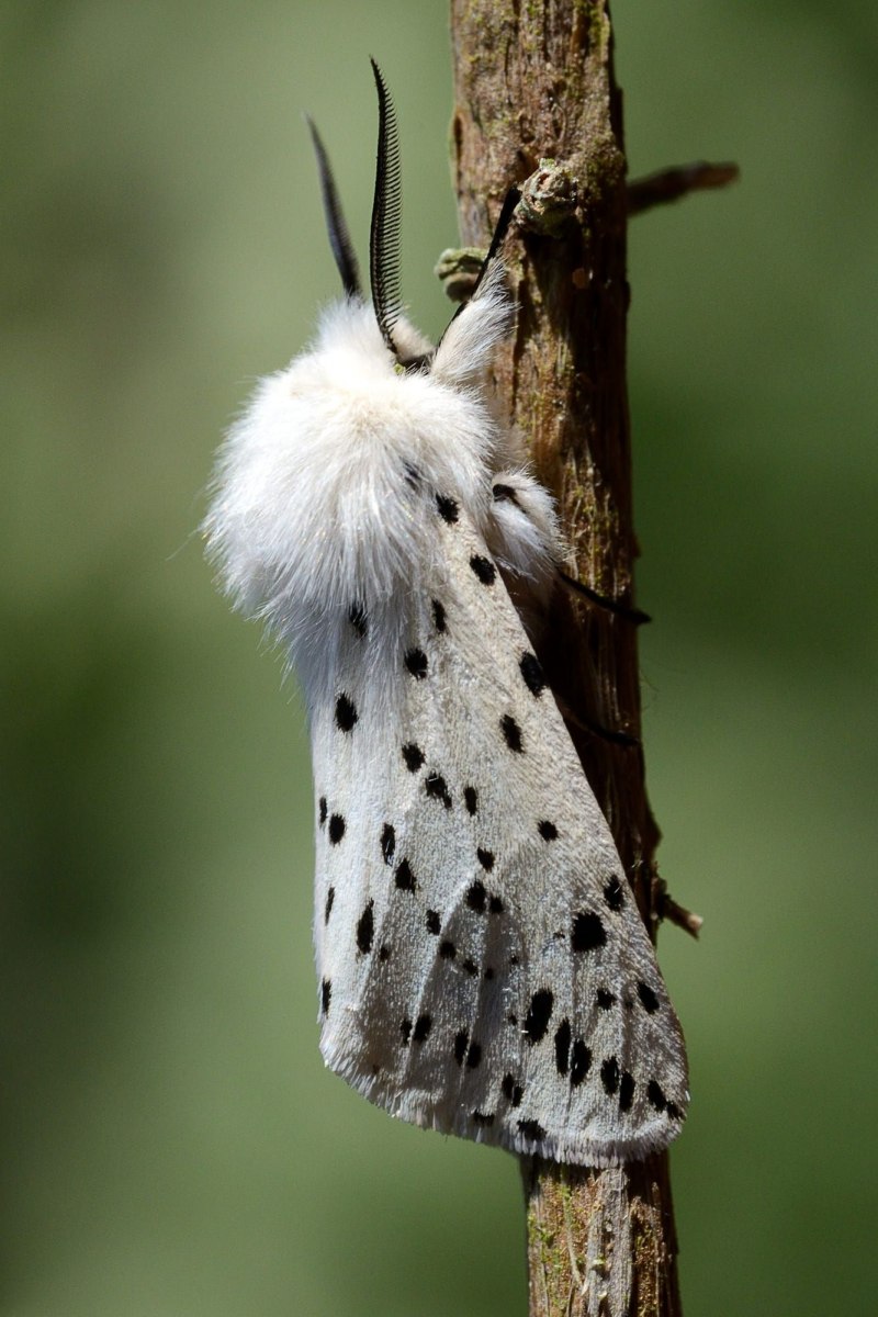 Моль Creatonotos Gangis
