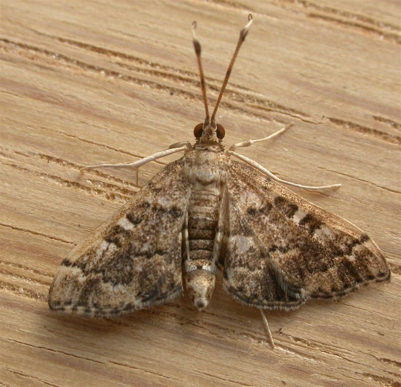 Мотыль Creatonotos Gangis