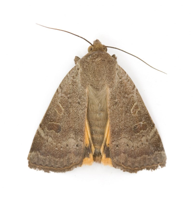 Арктиновая моль Creatonotos Gangis