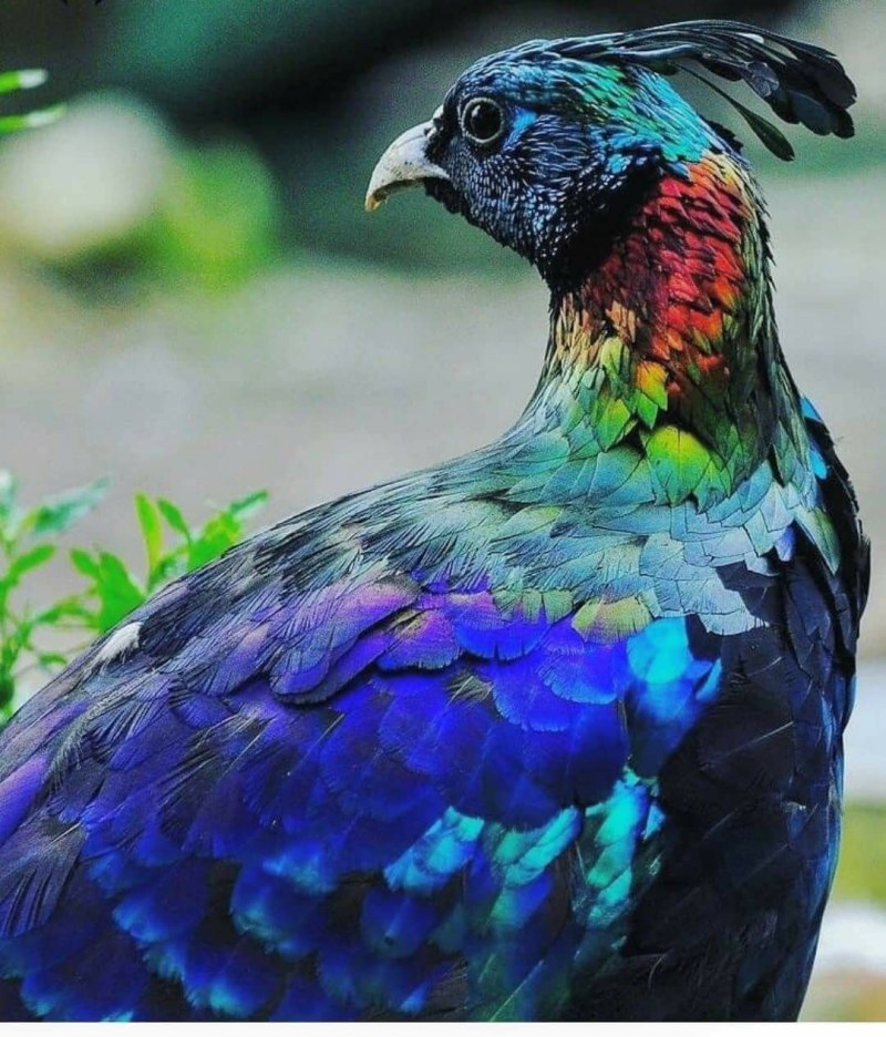 Гималайский монал Lophophorus impejanus