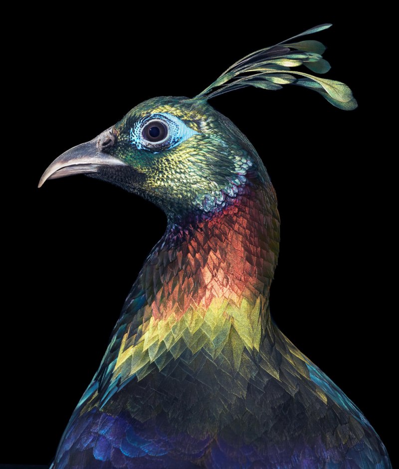Белохвостый монал / Lophophorus sclateri