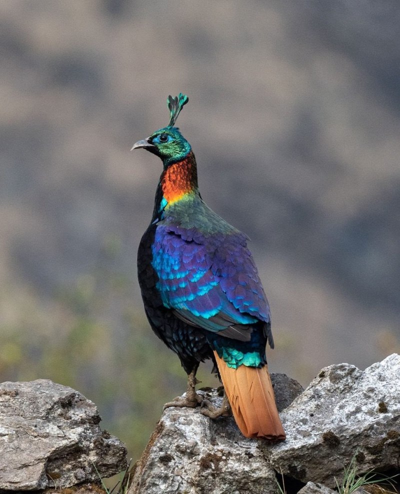 Гималайский монал Lophophorus impejanus