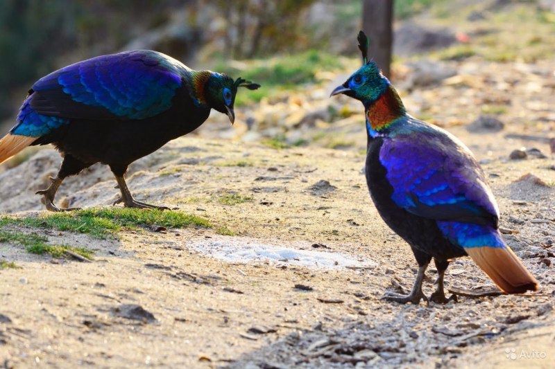 Himalayan Monal