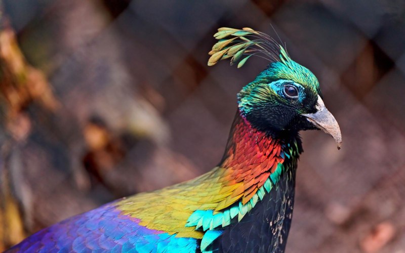 Lophophorus impejanus