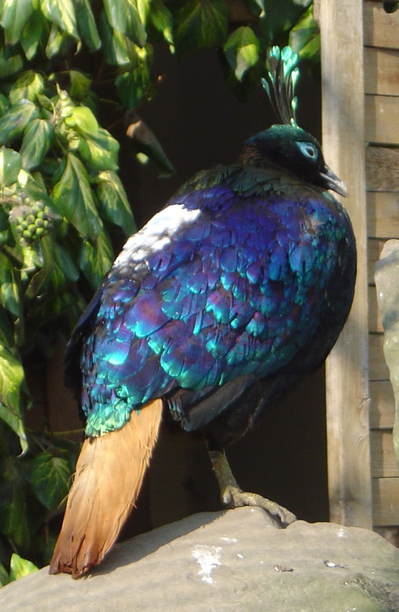 Белохвостый монал / Lophophorus sclateri