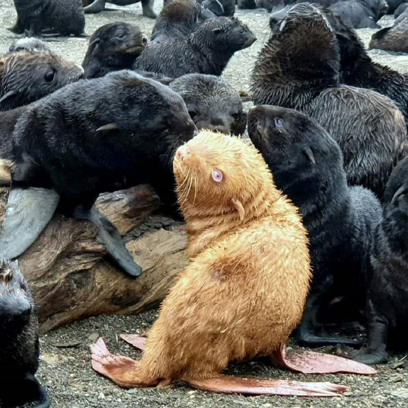 Морской котик альбинос
