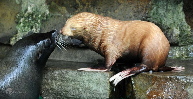 Seal тюлень