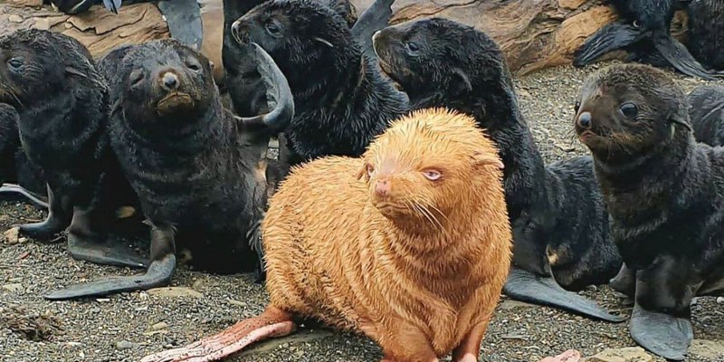 Морская выдра калан