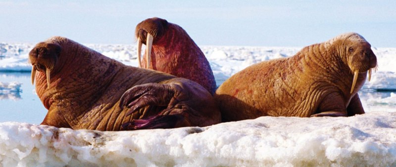 Атлантический морж самка