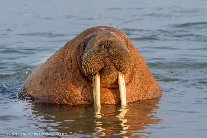 Дальневосточный морж