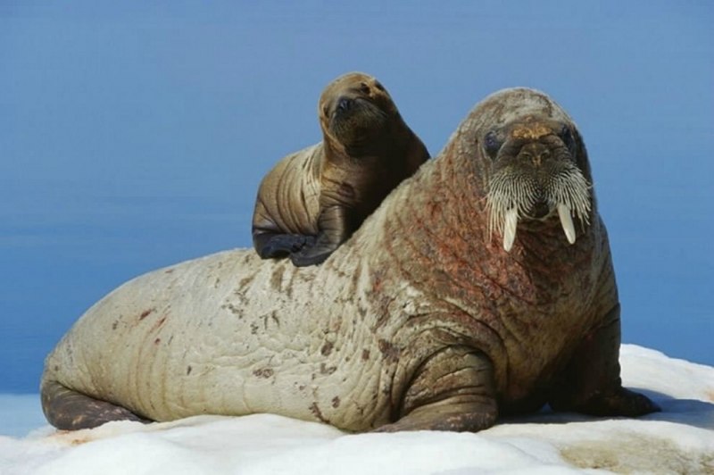 Морж (Odobenus rosmarus)