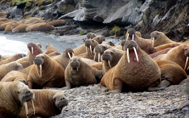 Морж (Odobenus rosmarus)