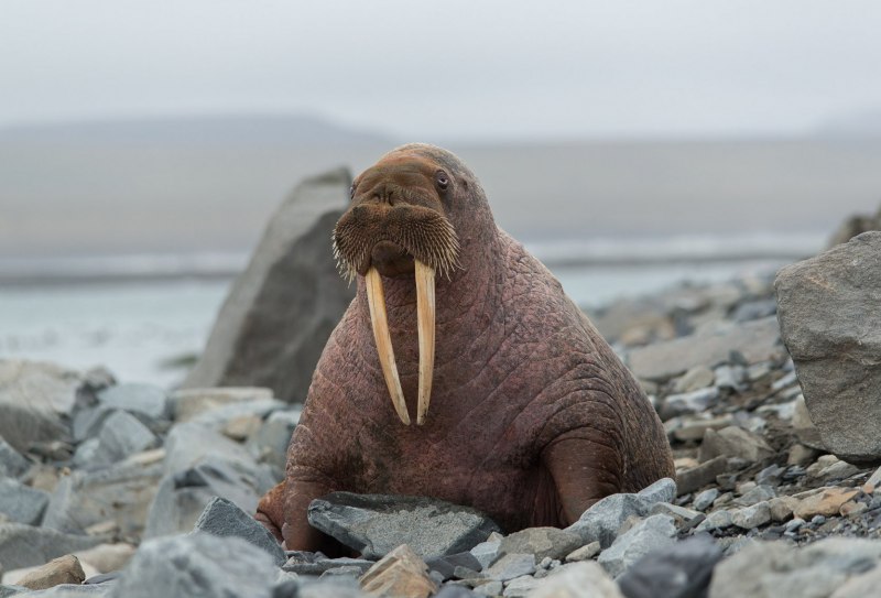 Лежбище моржей на Дальнем востоке