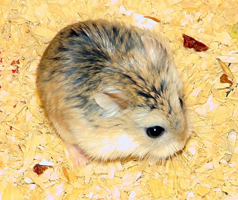 Джунгарский хомяк расцветки чёрный