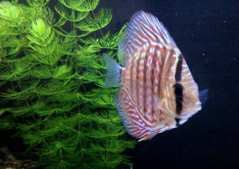 Дискус туркис - Symphysodon aequifasciatus var. - Размер XL