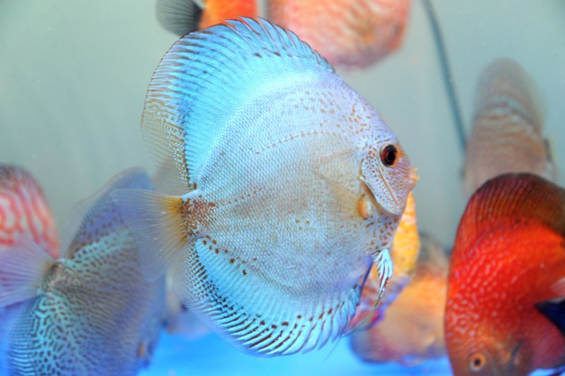 Fish Dikari Discus