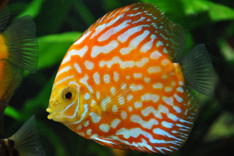 Мем Discus