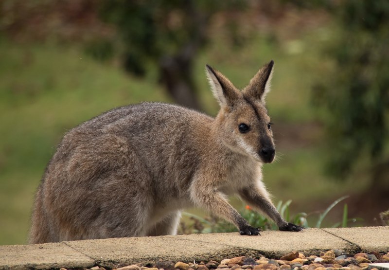 Macropus rufogriseus