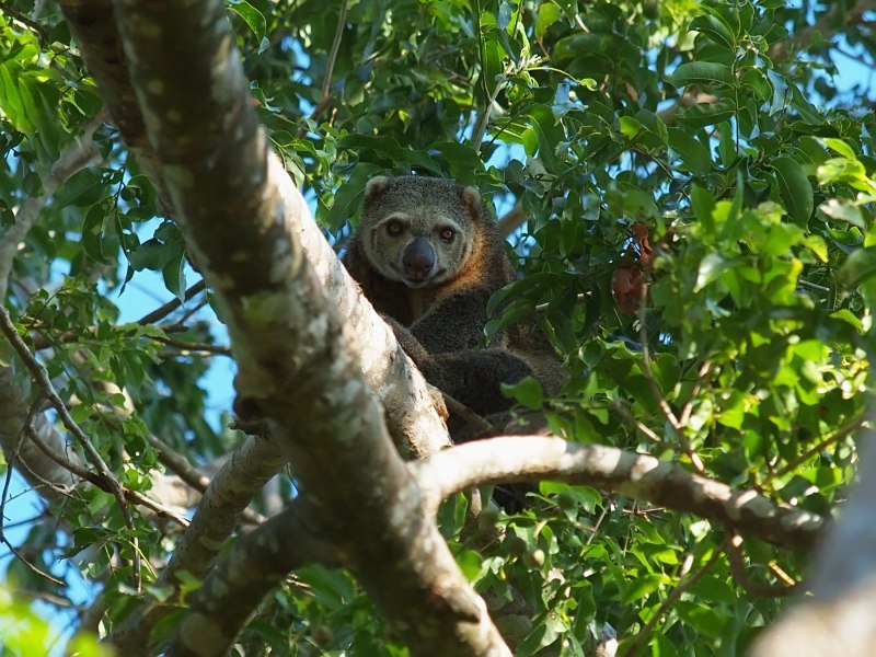 Bear cuscus