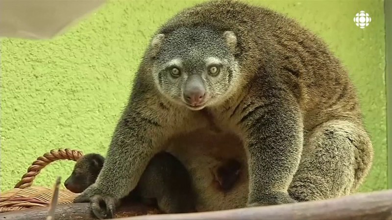 Медвежий кус кус