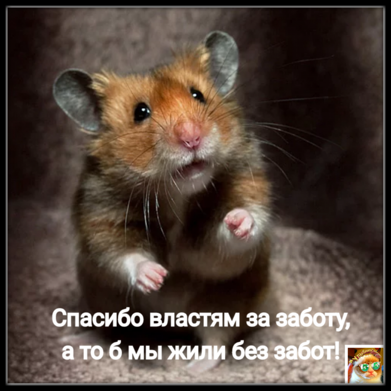 Суматранский хомяк