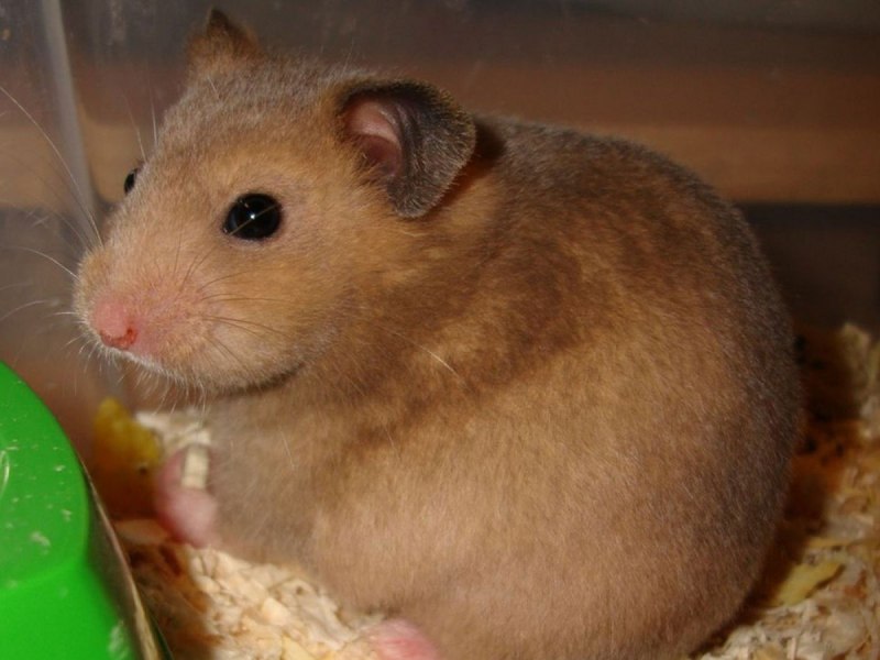 Сенегальский хомяк