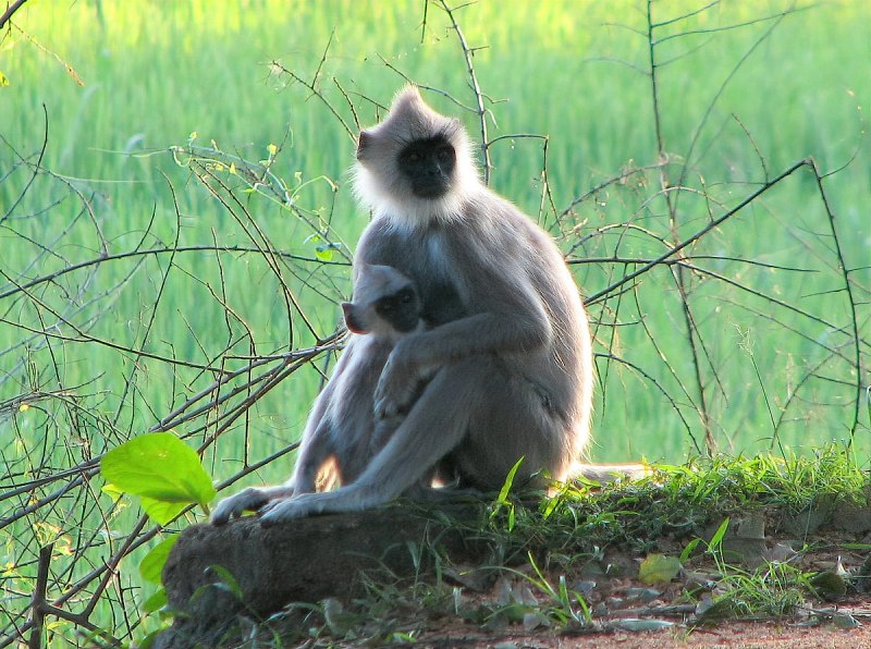 Semnopithecus dussumieri