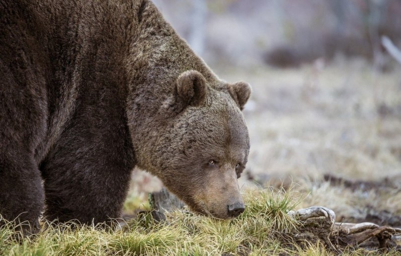 Медвежонок Амурская область