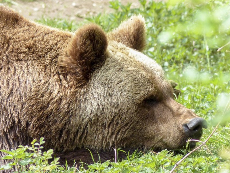 Северная Америка медведь Гризли