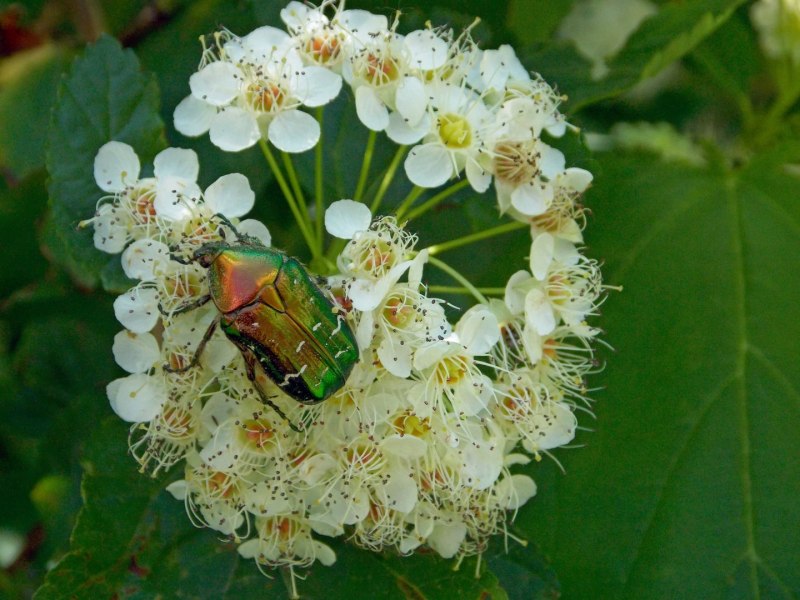 Protaetia cuprea