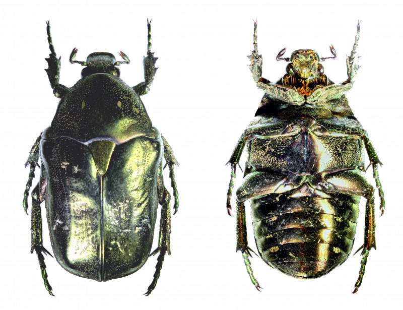 Жук Protaetia (Liocola) Marmorata