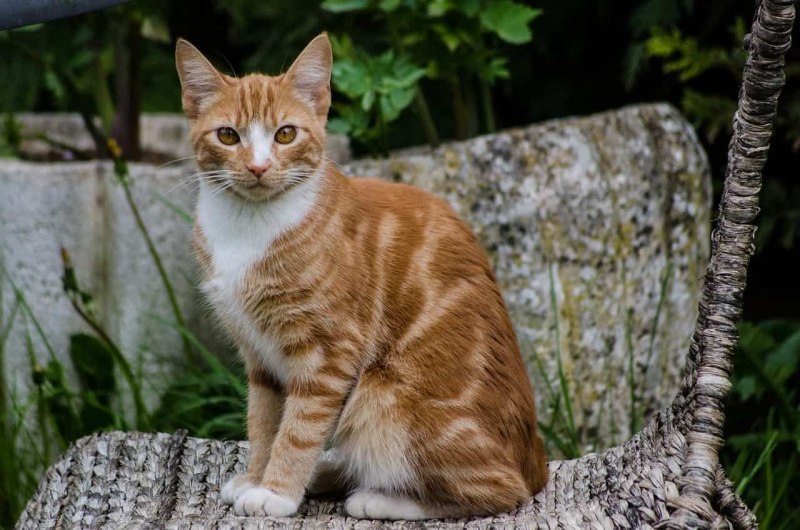 Бенгальская короткошерстная кошка рыжая