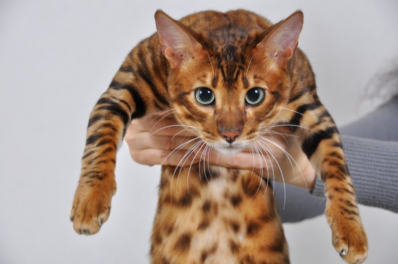 Бенгальская кошка тойгер