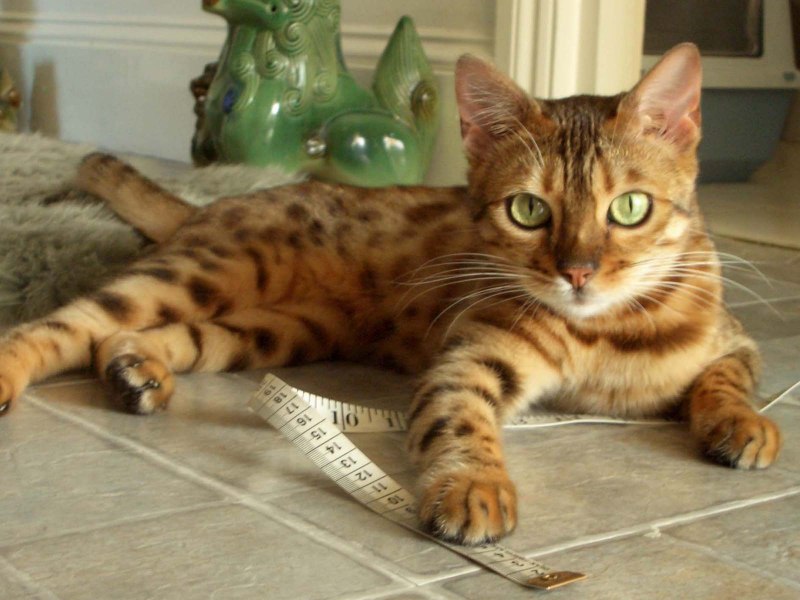 Бенгальский кот