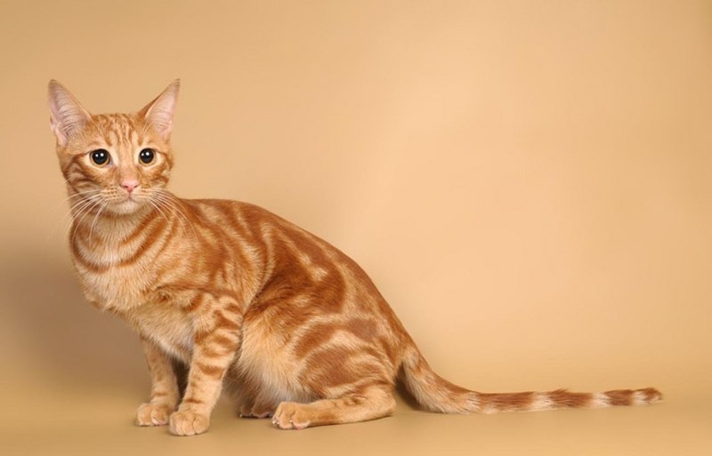 Анатолийская короткошерстная кошка