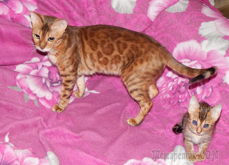 Кошка рыжий бенгал
