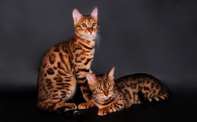 Красивый окрас кошки и не сложный фото