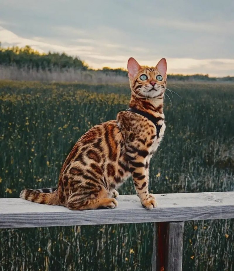Бенгальская кошка (бенгал)