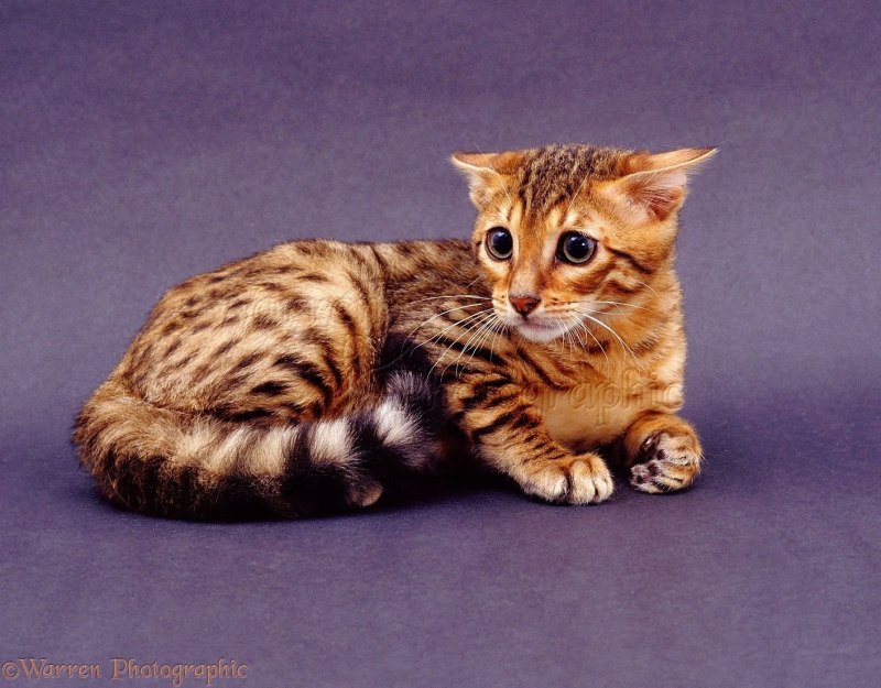 Бенгальский кот табби