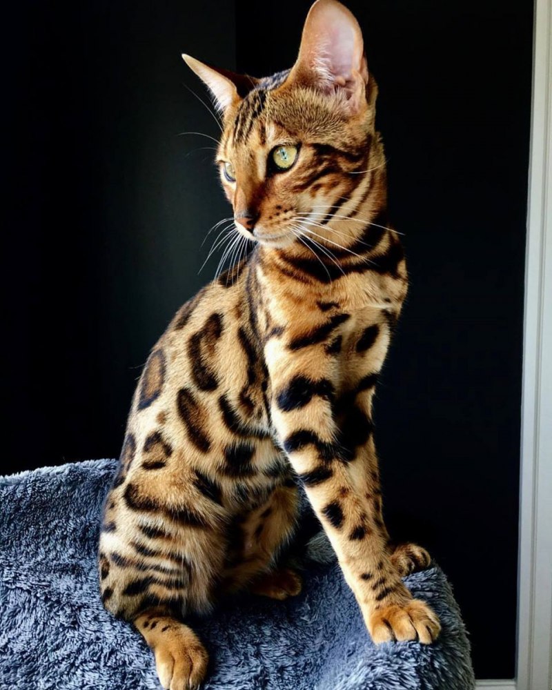 Бенгальские коты