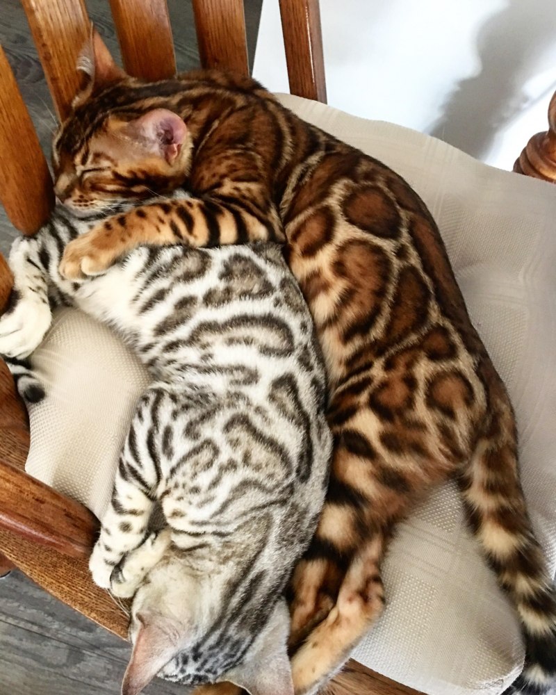 Белый бенгальский кот