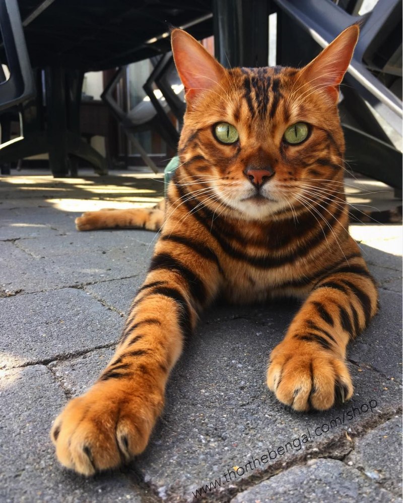 Тайгер бенгальский кот