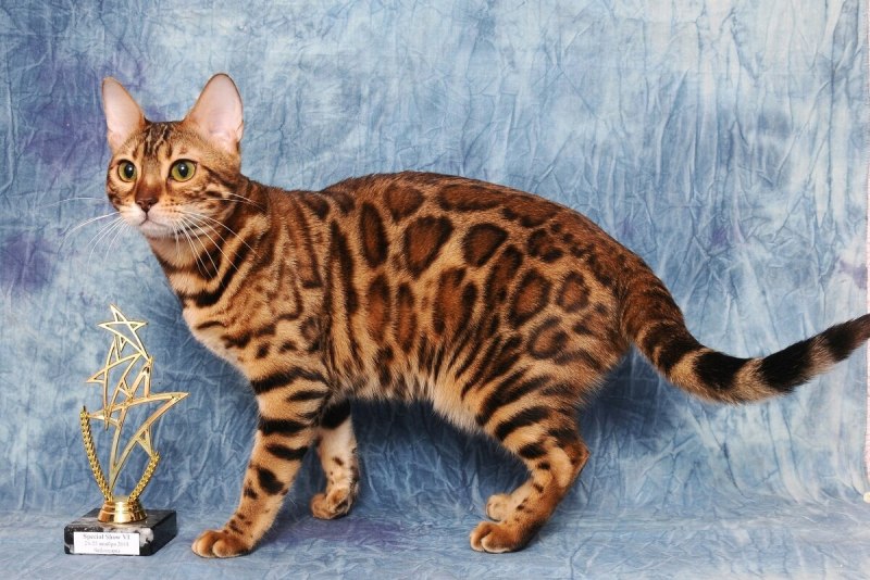 Бенгальская кошка
