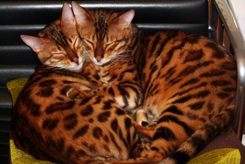 Кот бенгал котенок