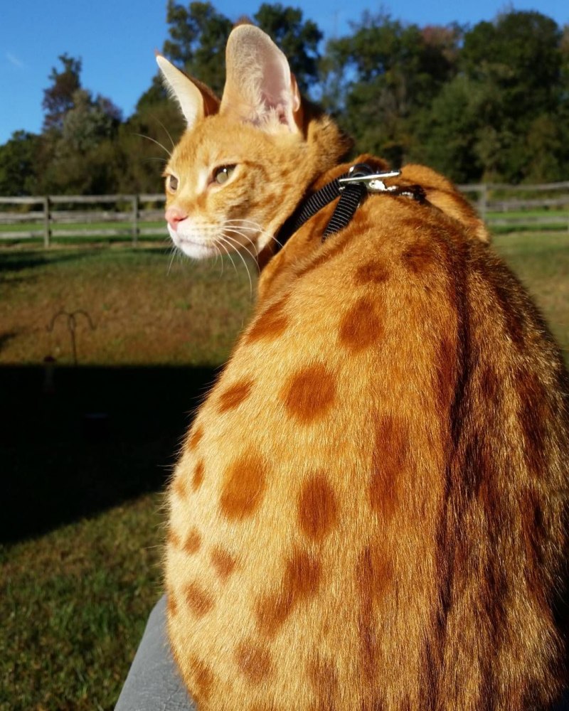 Саванна кошка рыжая