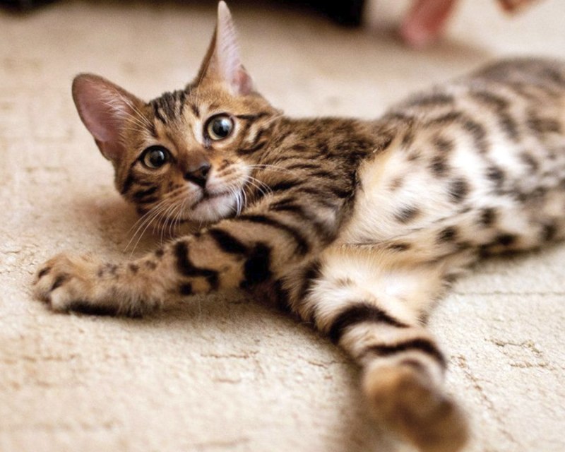 Бенгальская кошка