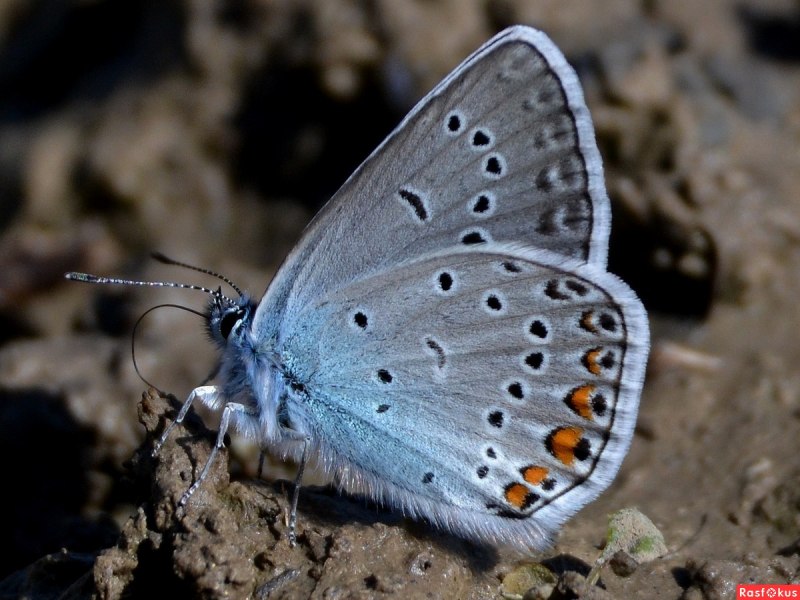 Голубянка Икар (Polyommatus Icarus).
