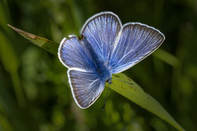 Голубянка Икар (Polyommatus Icarus).